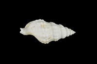 藏品(峨螺)的圖片